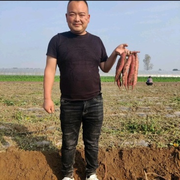 秦薯五号板栗红薯苗