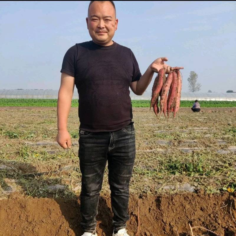秦薯五号板栗红薯苗