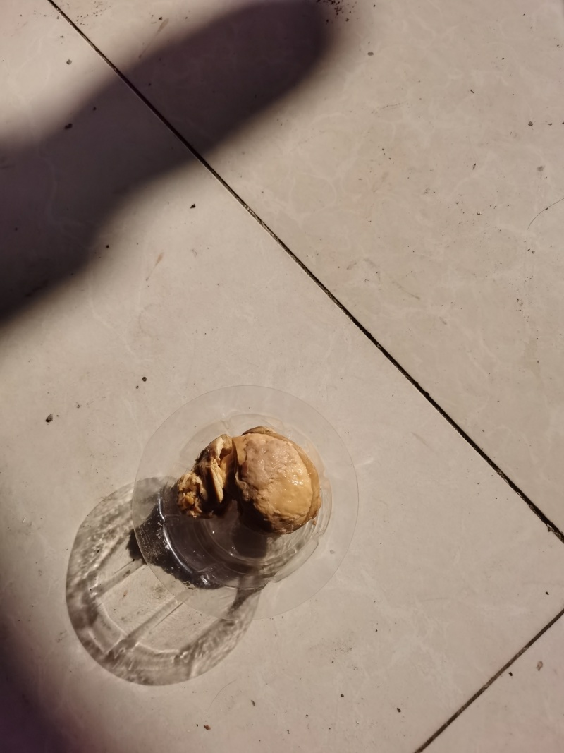 鸡宝；有想收购的老板请和我联系***********