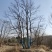 丛生乌桕，丛生乌桕价格，丛生乌桕产地，丛生乌桕基地