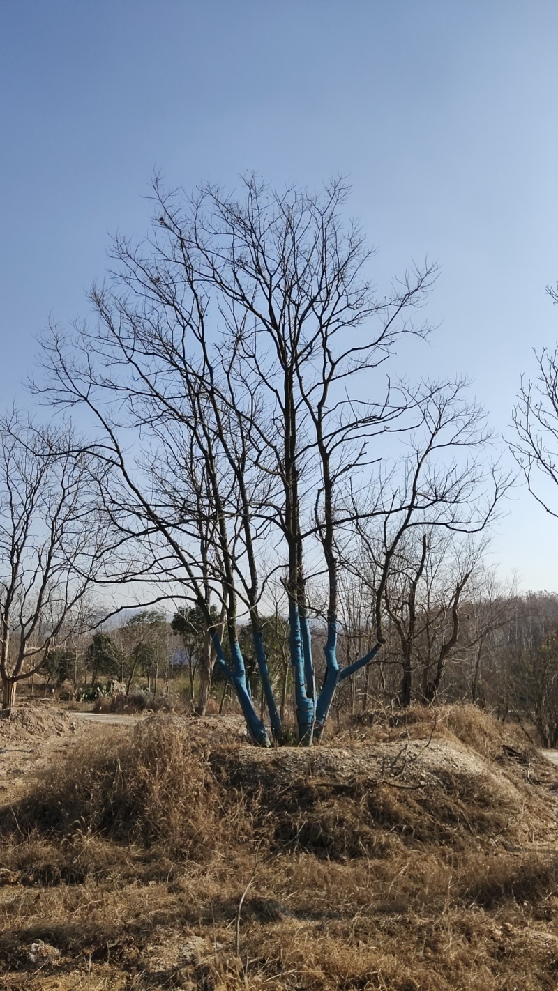 丛生乌桕，丛生乌桕价格，丛生乌桕产地，丛生乌桕基地