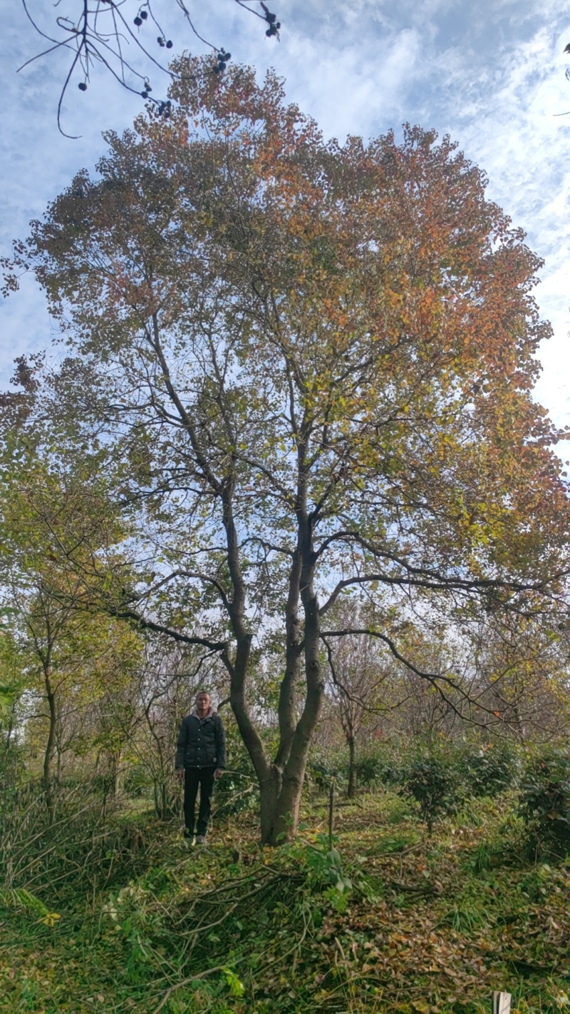 丛生乌桕，丛生乌桕价格，丛生乌桕产地，丛生乌桕基地