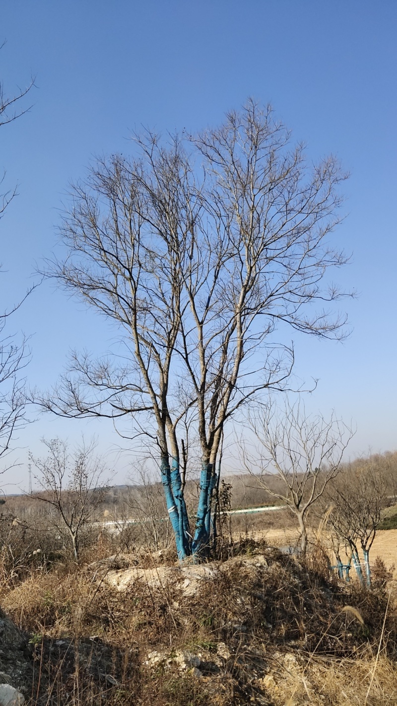 丛生乌桕，丛生乌桕价格，丛生乌桕产地，丛生乌桕基地