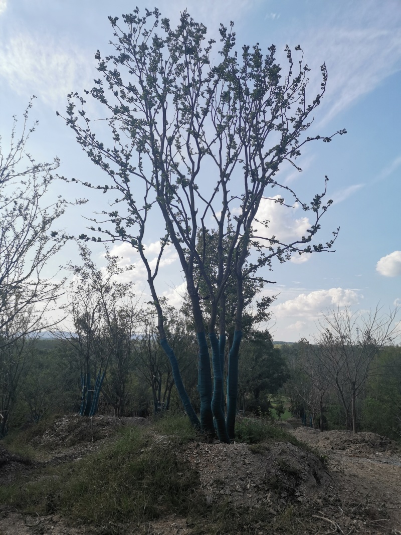 丛生乌桕，丛生乌桕价格，丛生乌桕产地，丛生乌桕基地