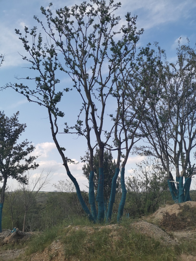丛生乌桕，丛生乌桕价格，丛生乌桕产地，丛生乌桕基地