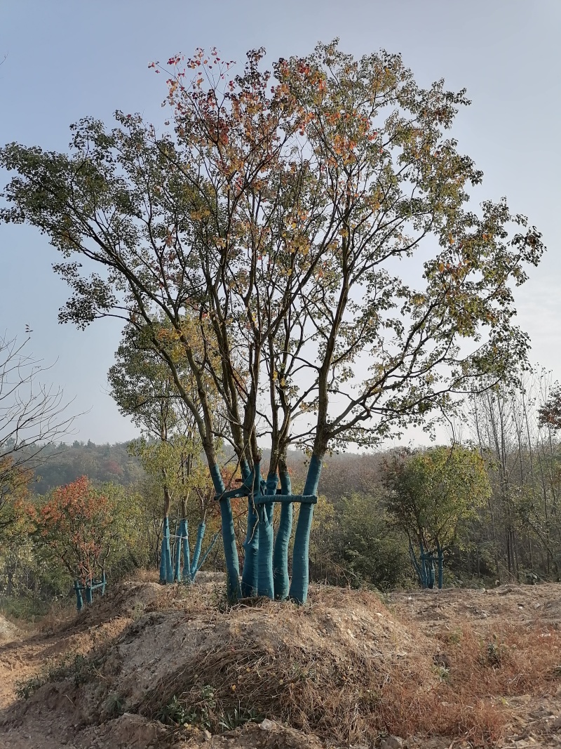 丛生乌桕，丛生乌桕价格，丛生乌桕产地，丛生乌桕基地