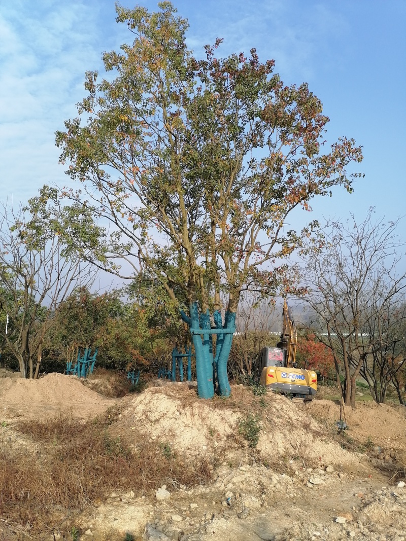 丛生乌桕，丛生乌桕价格，丛生乌桕产地，丛生乌桕基地