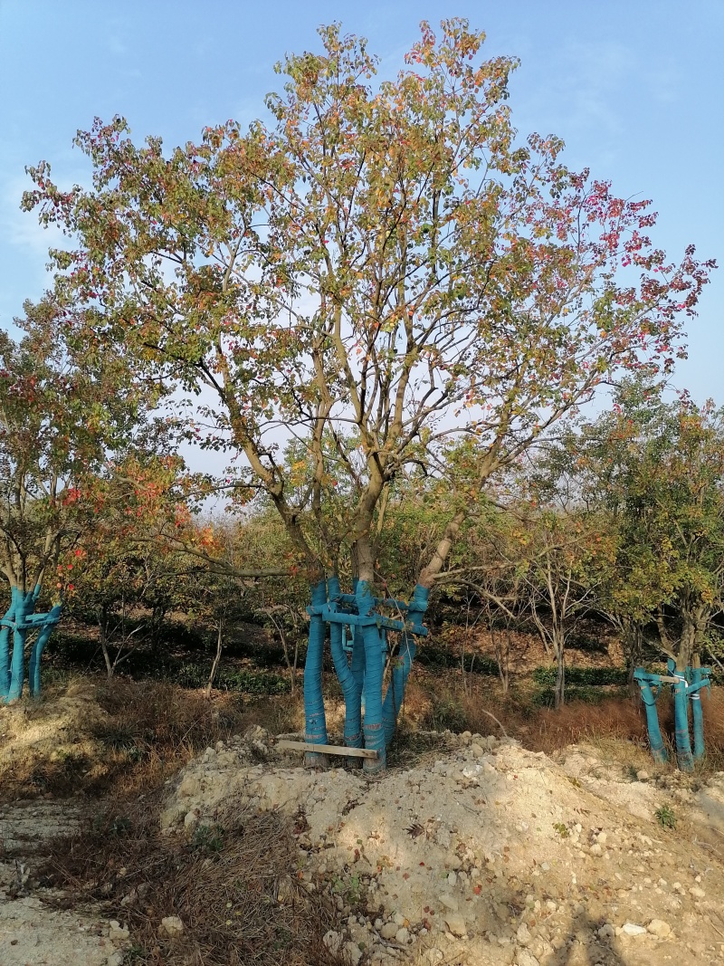 丛生乌桕，丛生乌桕价格，丛生乌桕产地，丛生乌桕基地