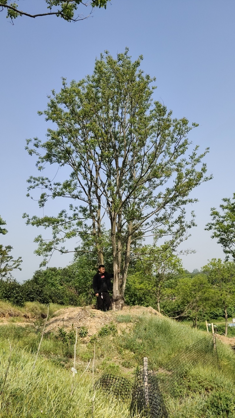 丛生乌桕，丛生乌桕价格，丛生乌桕产地，丛生乌桕基地