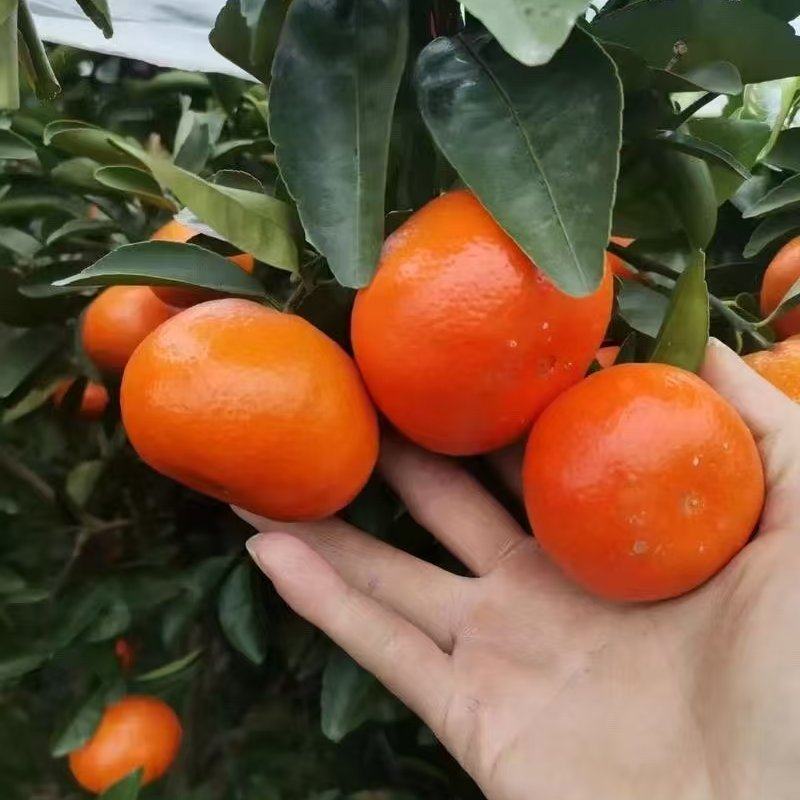 默科特