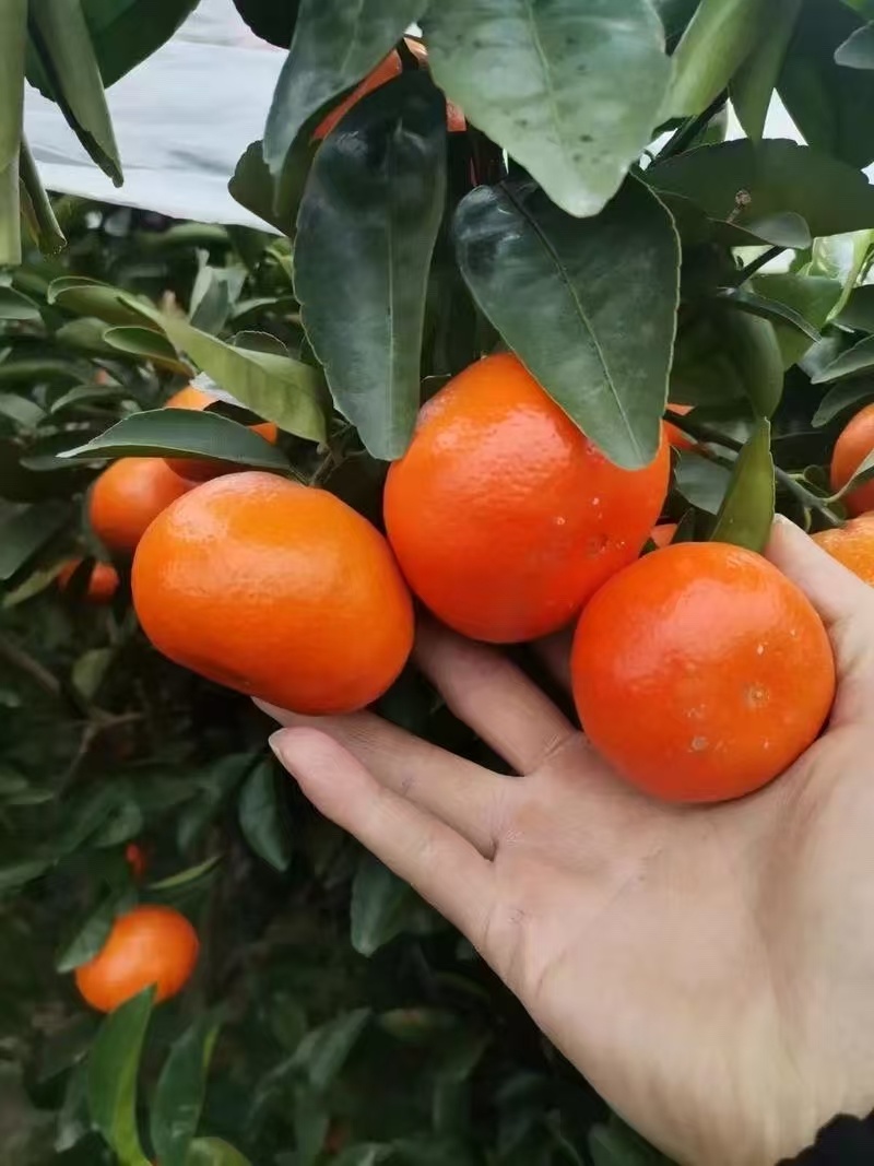 默科特