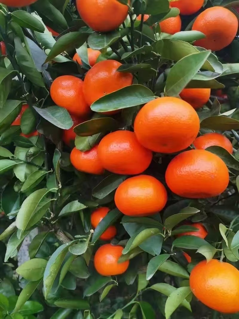 默科特