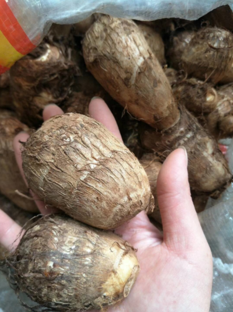 毛芋头/豆包/芋头种子/高产/包回收/包技术