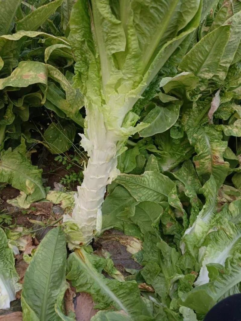 每年都销售青叶莴苣