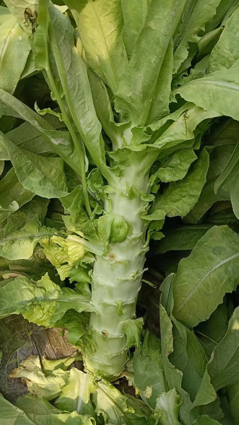 每年都销售青叶莴苣