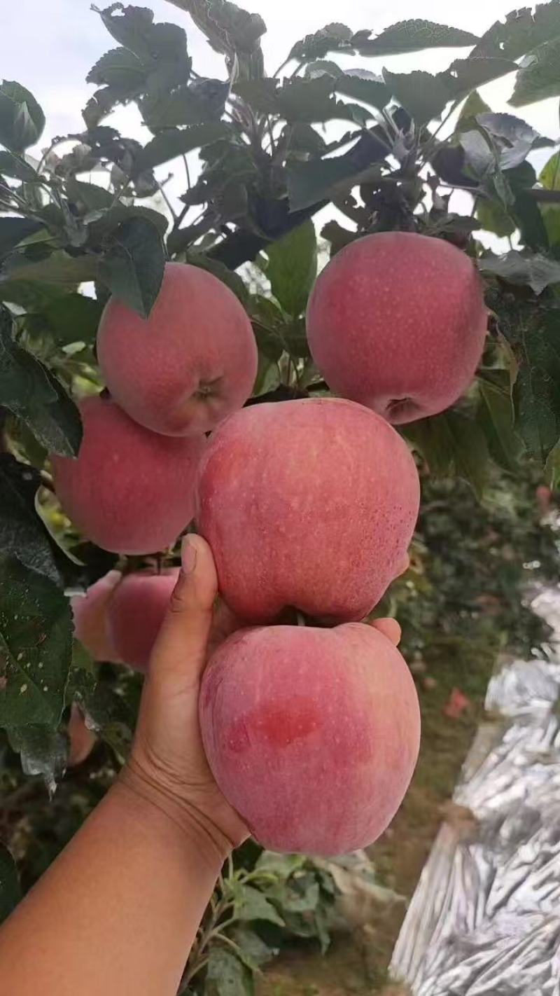 山东红富士苹果山东苹果大量供应脆甜多汁全国发货