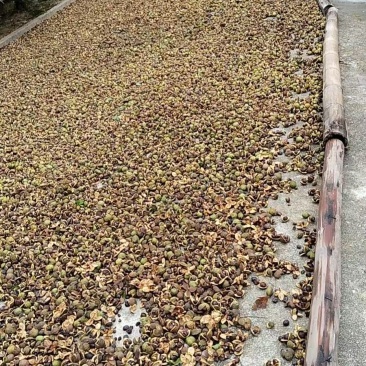 正宗纯山茶油