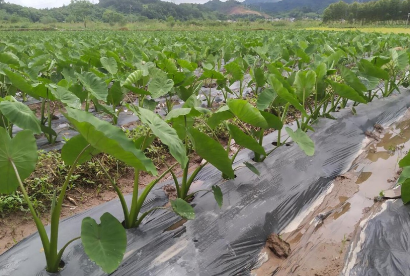 芋头8520产地直发价格优惠支持视频看货欢迎来电洽谈