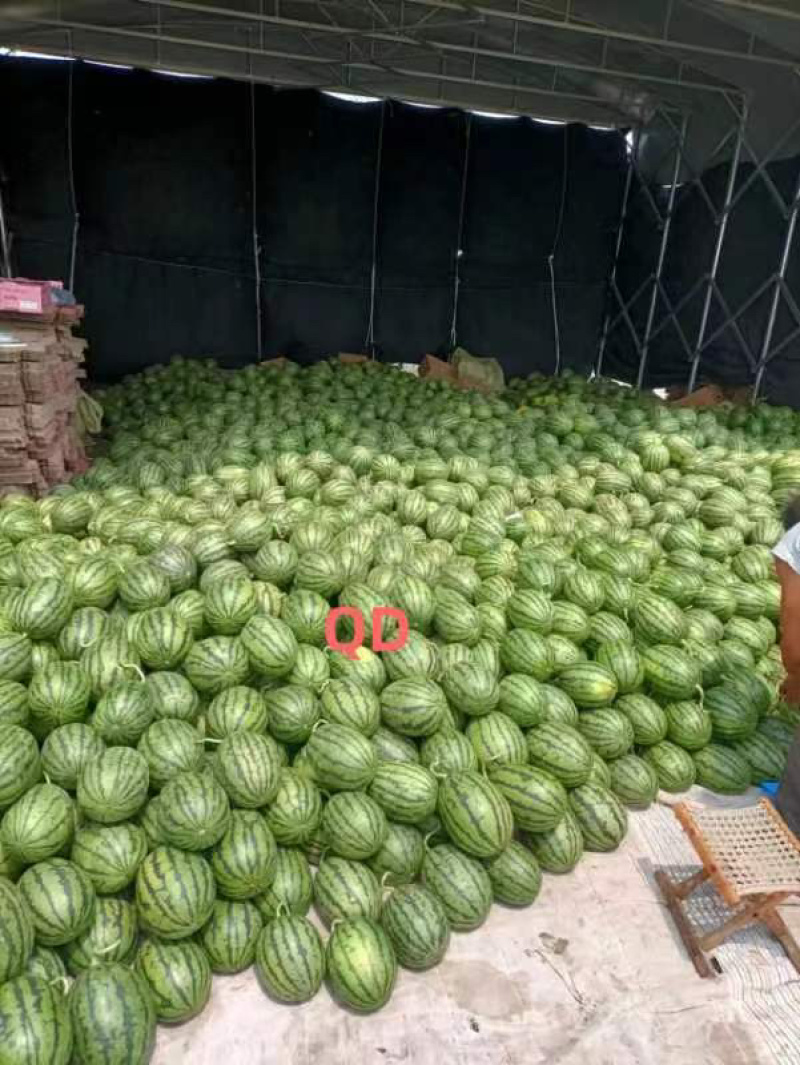 全美2k小糖丸西瓜批发电商团购商超产地直供