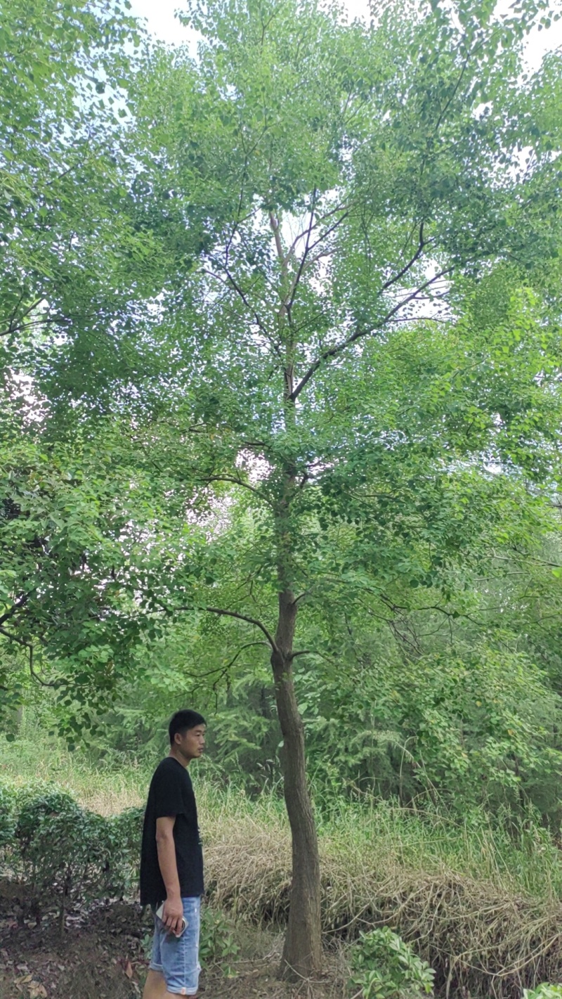 乌桕价格，乌桕基地，乌桕产地，大量处理5-40公分乌桕