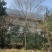 乌桕价格，乌桕基地，乌桕产地，大量处理5-40公分乌桕