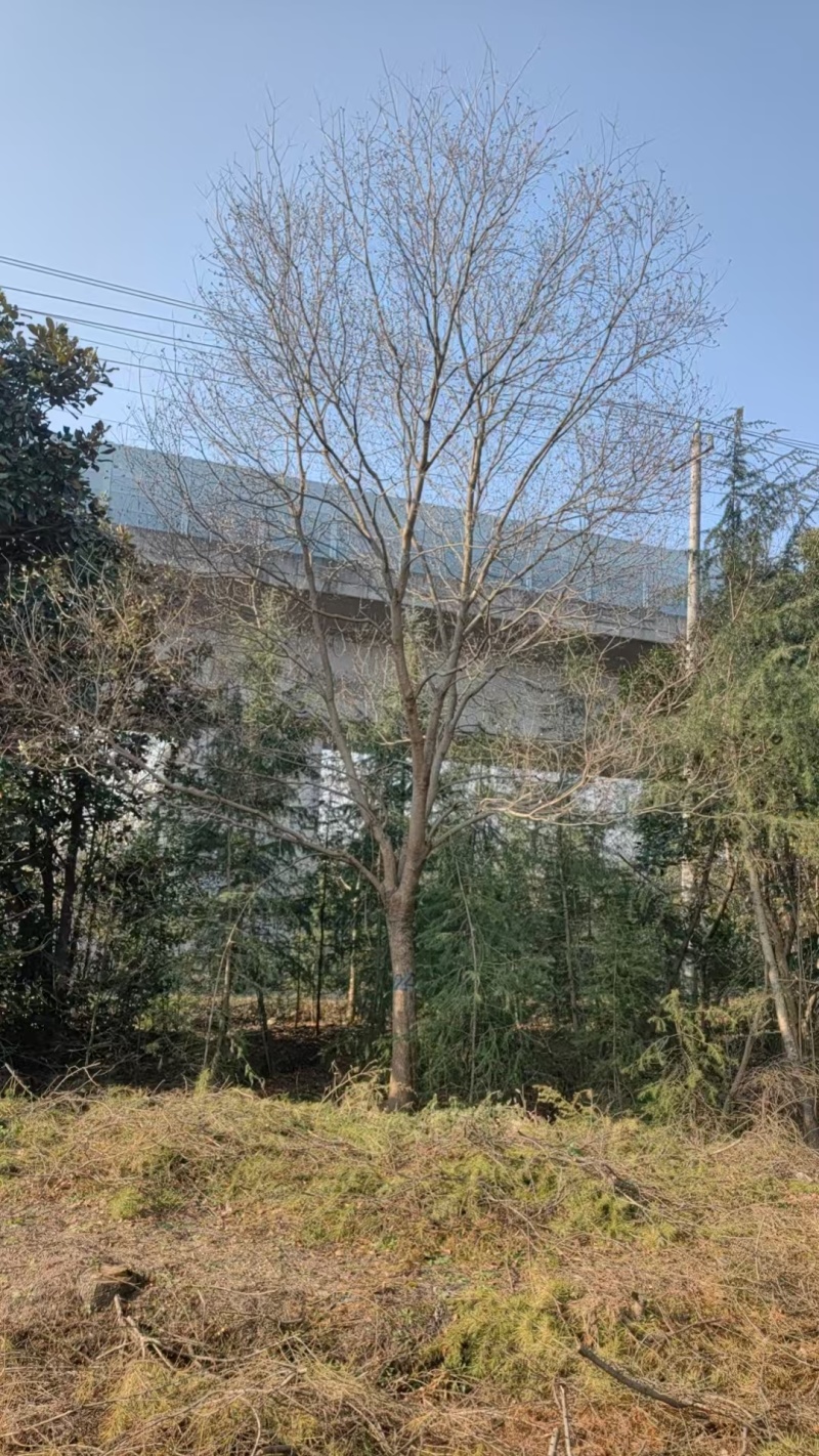 乌桕价格，乌桕基地，乌桕产地，大量处理5-40公分乌桕