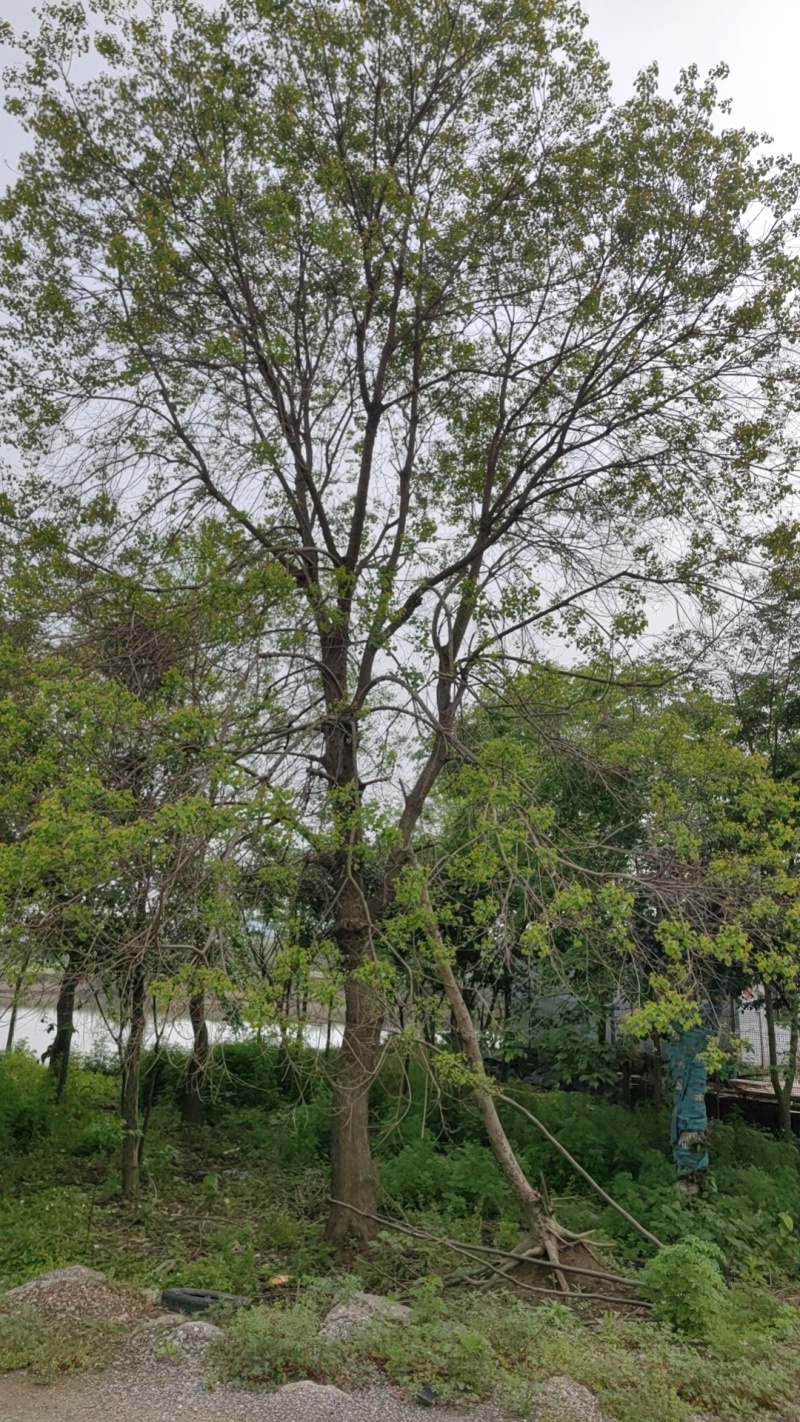 乌桕价格，乌桕基地，乌桕产地，大量处理5-40公分乌桕