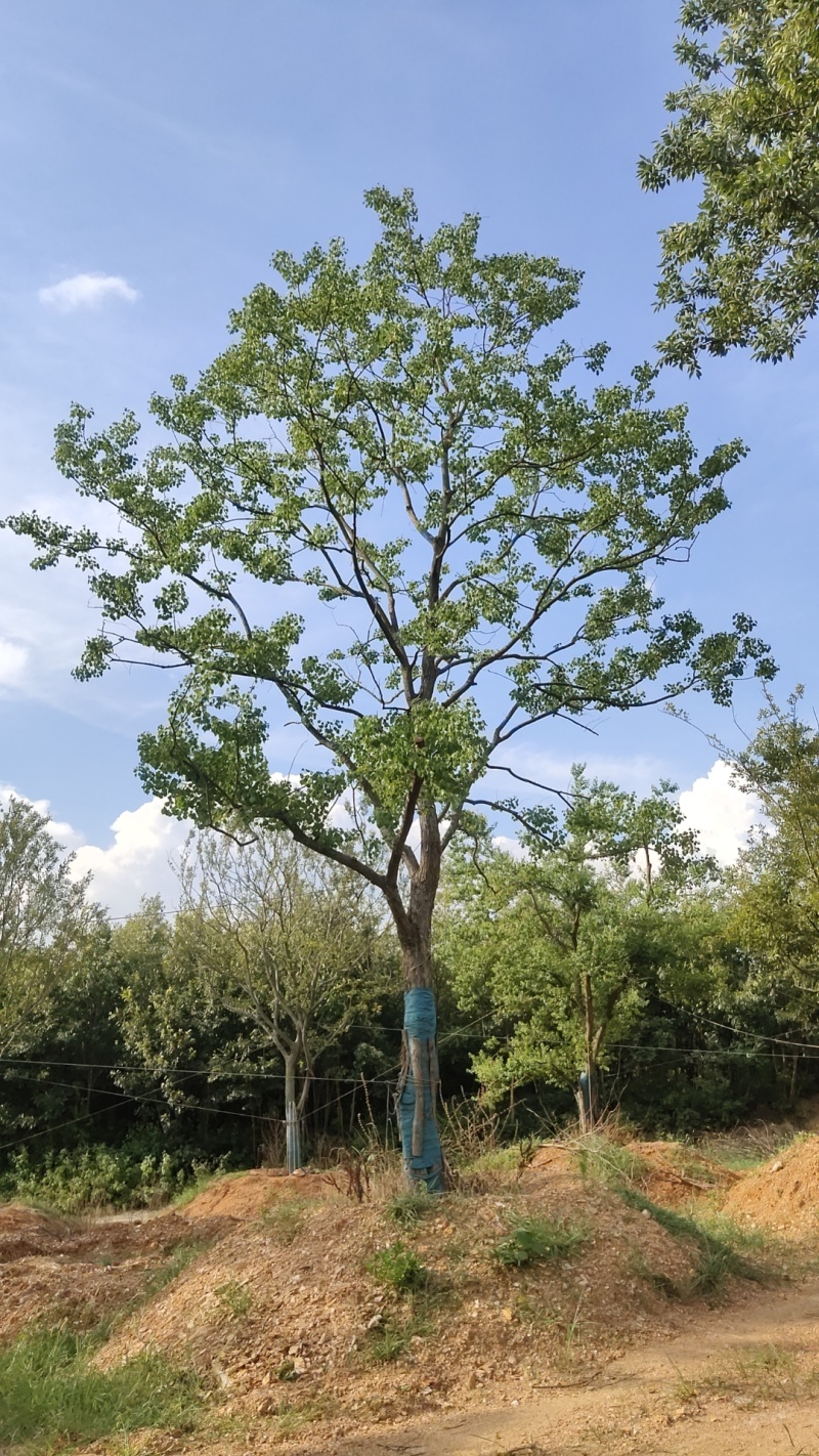 乌桕价格，乌桕基地，乌桕产地，大量处理5-40公分乌桕