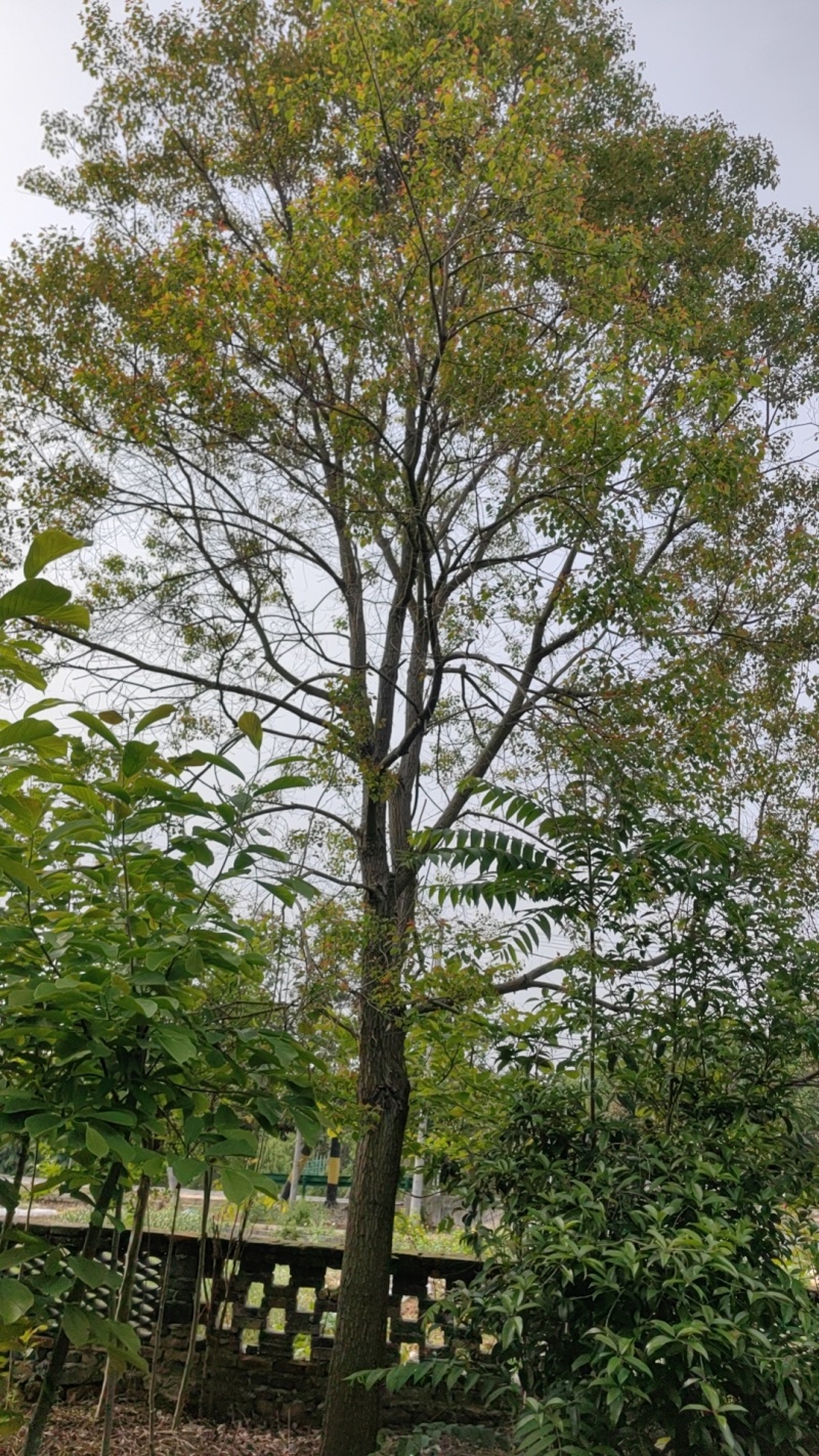乌桕价格，乌桕基地，乌桕产地，大量处理5-40公分乌桕
