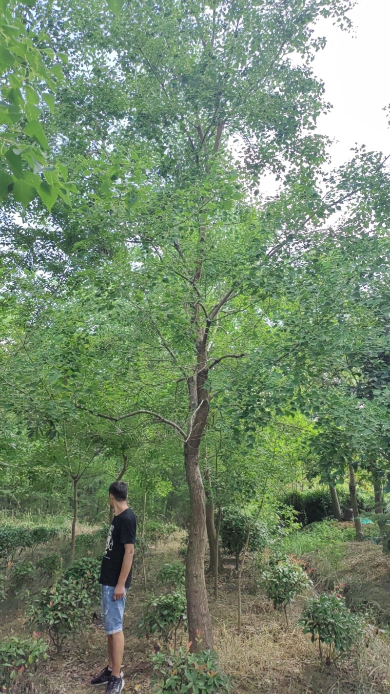 乌桕价格，乌桕基地，乌桕产地，大量处理5-40公分乌桕