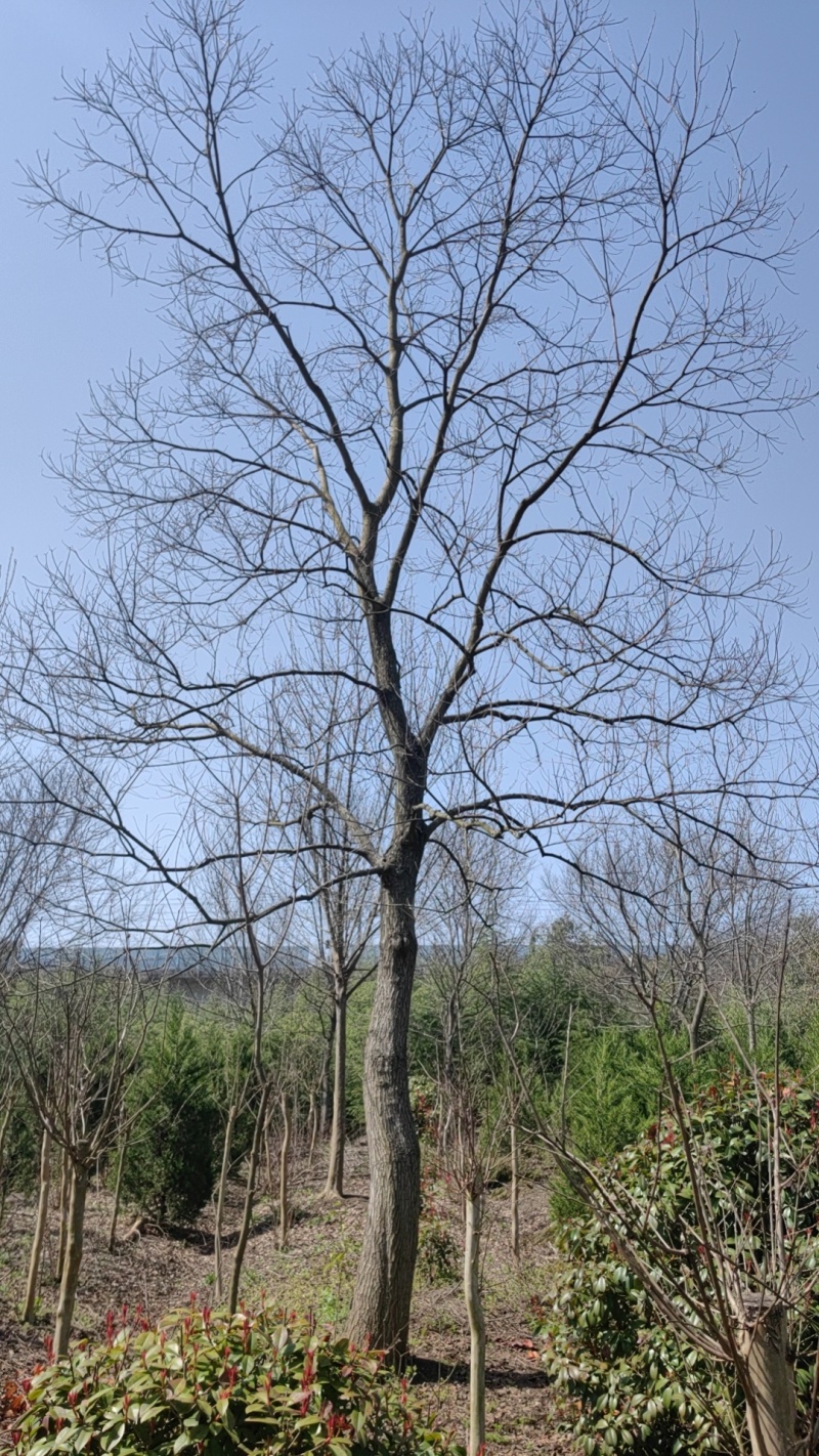 乌桕价格，乌桕基地，乌桕产地，大量处理5-40公分乌桕