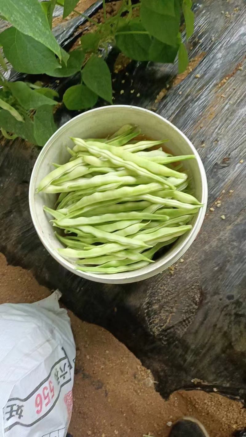 优质芸豆产地直发，一手货源，，诚信经营，优质的服务态度