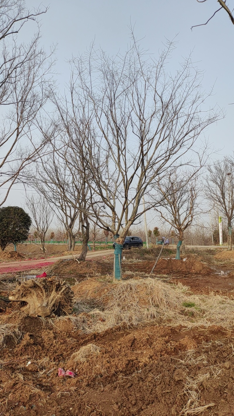 榔榆价格，榔榆基地，榔榆产地，大量处理5-50公分榔榆