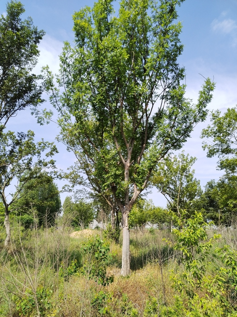 榔榆价格，榔榆基地，榔榆产地，大量处理5-50公分榔榆