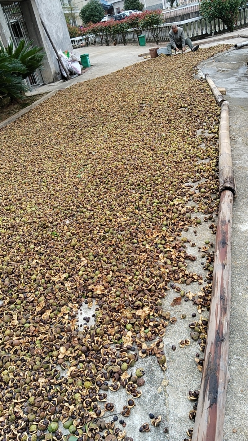 正宗纯正山茶油