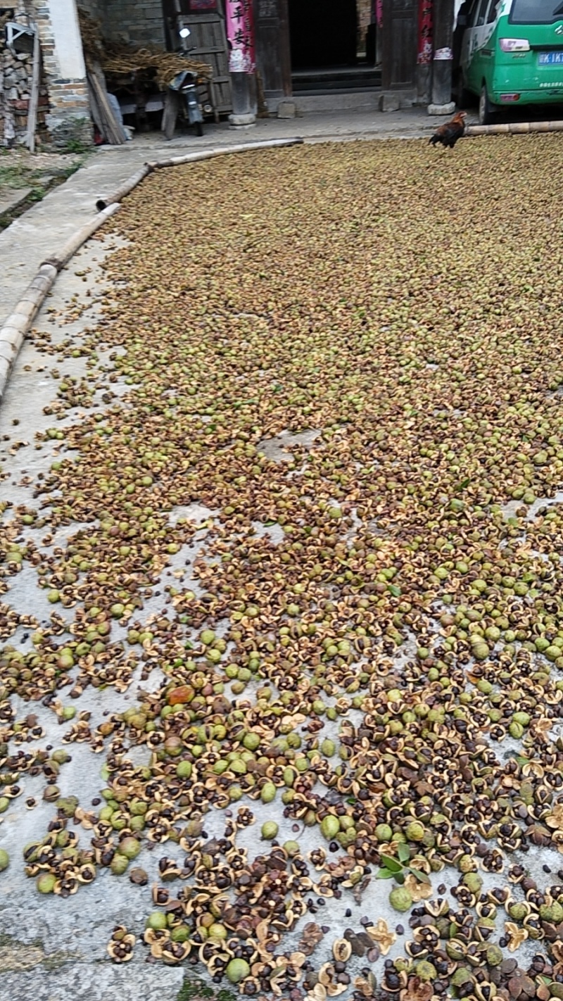 正宗纯正山茶油