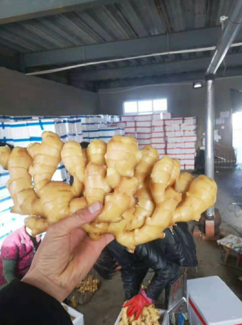 山东大黄姜全年供应产地直发水洗带土都有品质保证