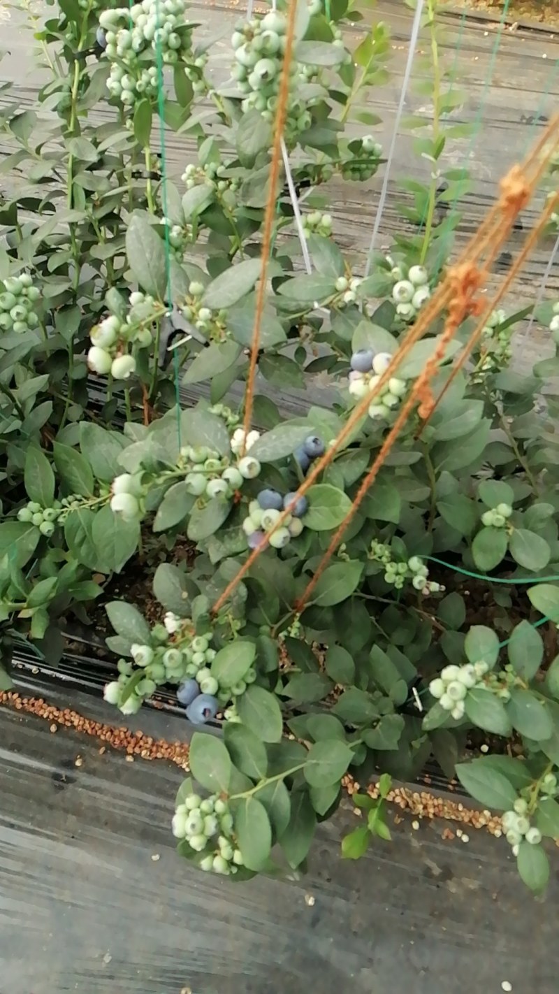 蓝莓L25