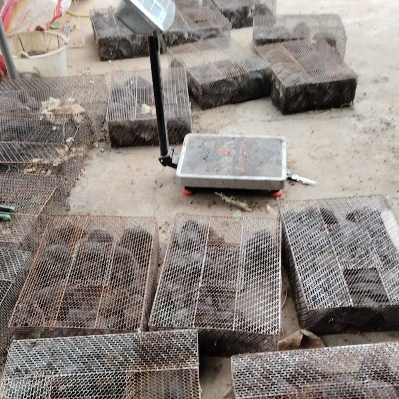 田鼠，甘蔗鼠，黄毛量大质优价格优惠欢迎各大老板采购