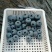 蓝莓L25