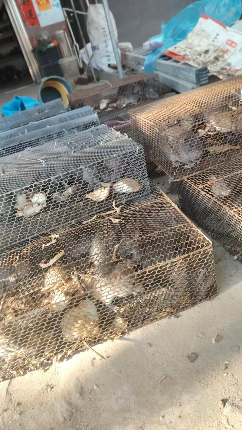 田鼠，甘蔗鼠，黄毛量大质优价格优惠欢迎各大老板采购