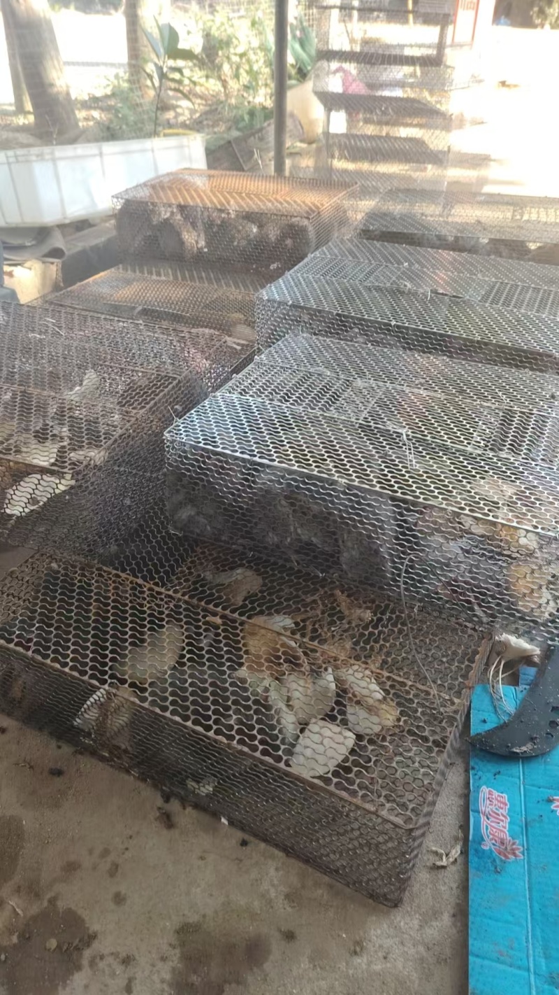田鼠，甘蔗鼠，黄毛量大质优价格优惠欢迎各大老板采购