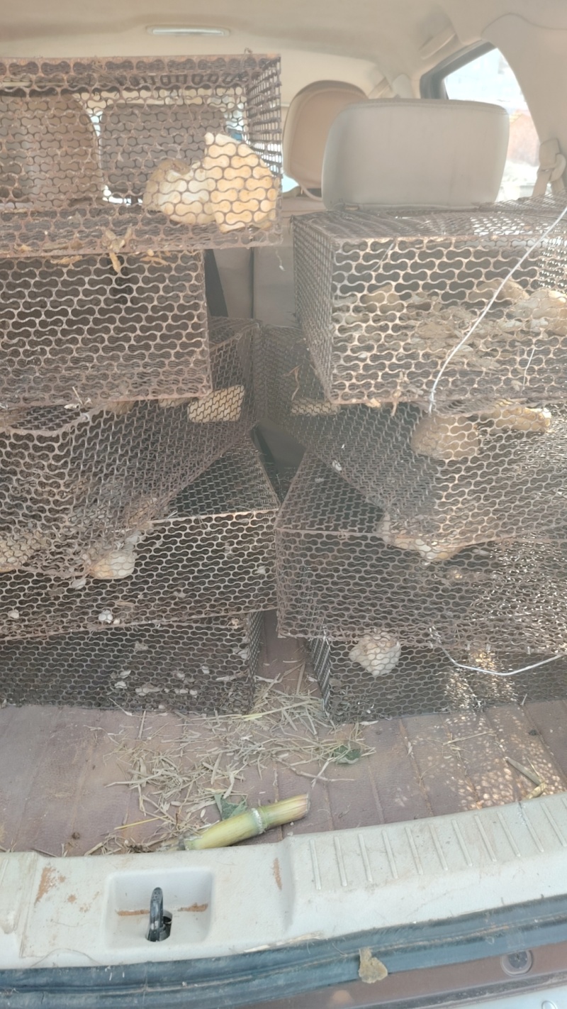 田鼠，甘蔗鼠，黄毛量大质优价格优惠欢迎各大老板采购
