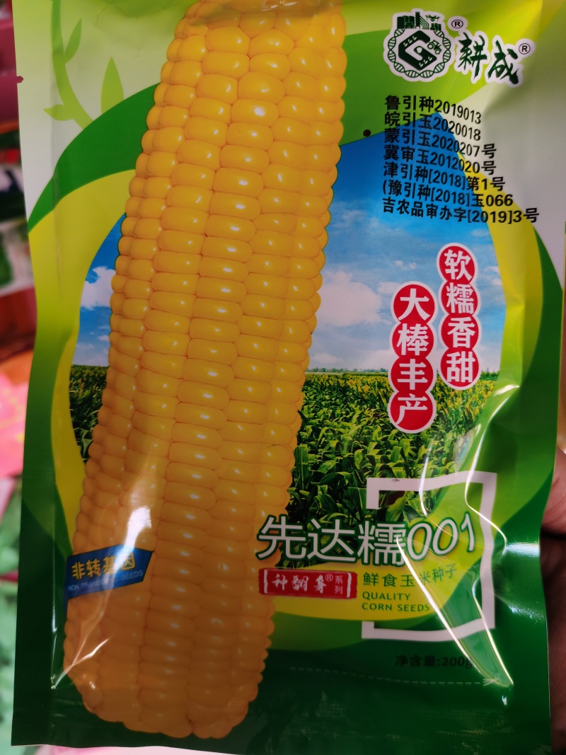 国审京科糯2000E甜味糯京科糯609甜加糯玉米