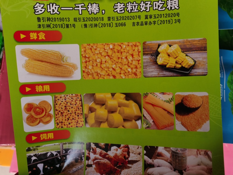 国审京科糯2000E甜味糯京科糯609甜加糯玉米