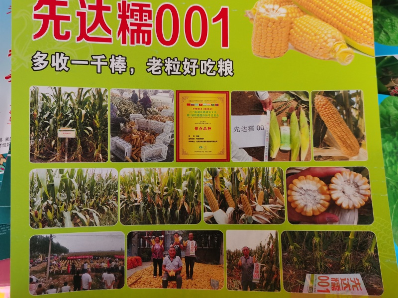 国审京科糯2000E甜味糯京科糯609甜加糯玉米