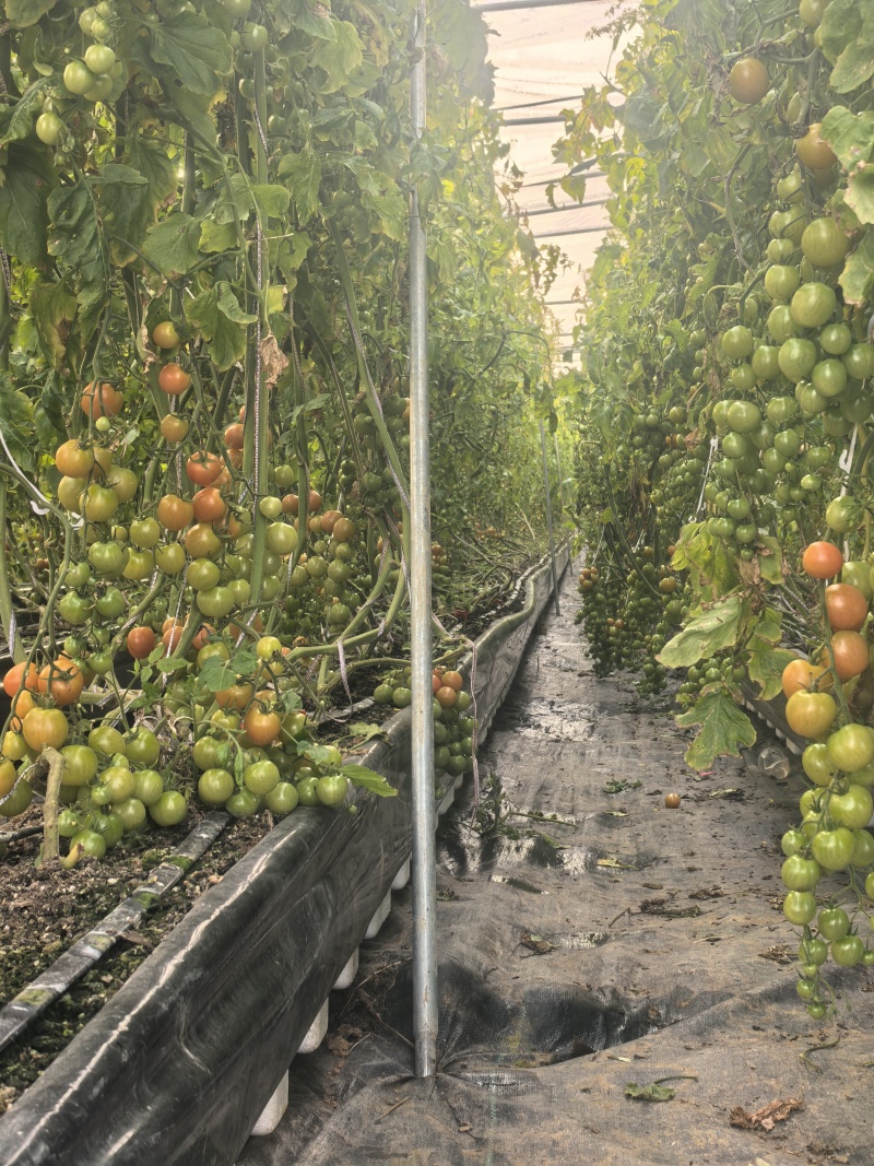 产地直发，自产自销，种植无化学药品，零农圣女果小番茄