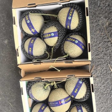 网纹系列