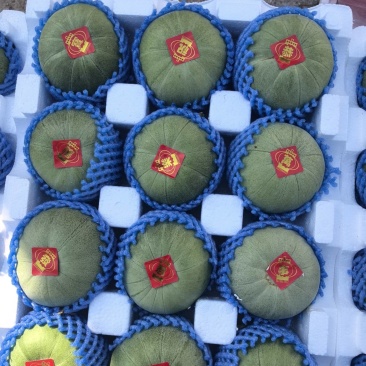 绿宝甜瓜绿宝石颜色翠绿瓜形圆润货量大全国接单甜度高耐运输
