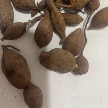 金线吊葫芦（三叶青）